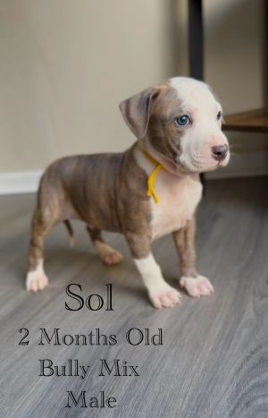 Sol - Eclipse, Baby Male unknown