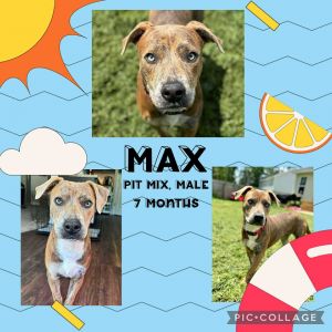 Max, Young Male unknown
