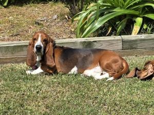 Clancy is an absolutely sweetheart of a Basset Hound with a super charming  happy personality He 