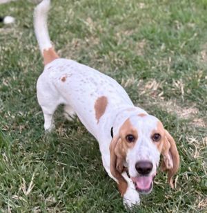 Cuteness alert Sunny is an adorable 17-month-old boy looking for a furever family to grow with and 
