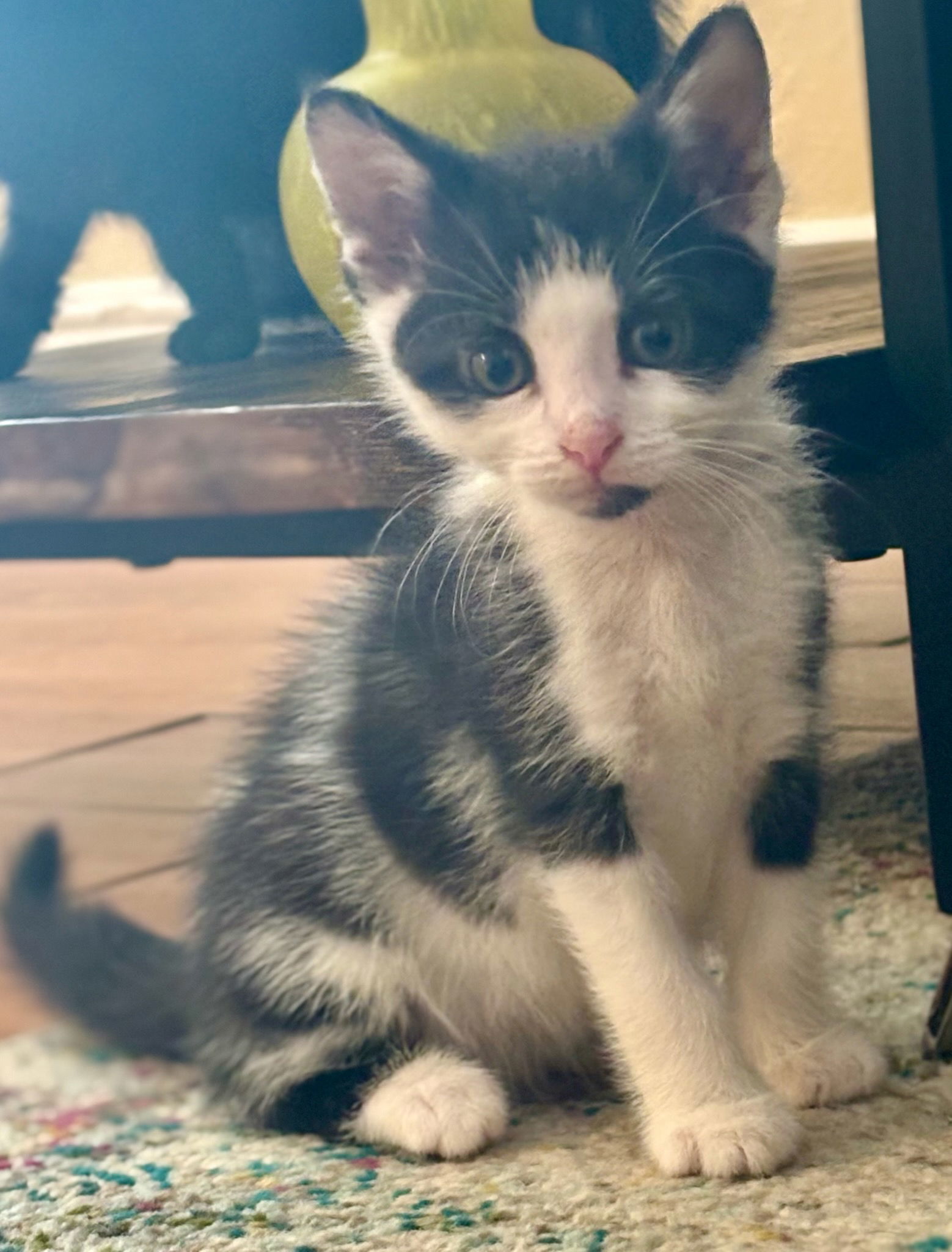 Oreo