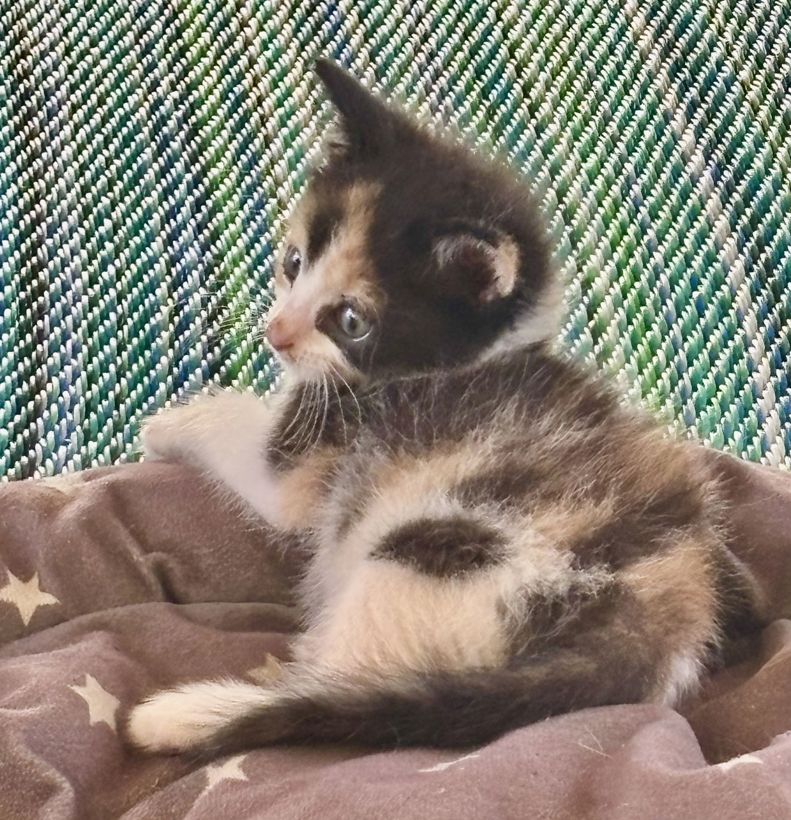 Olivia
