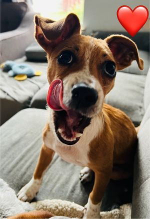Cooper