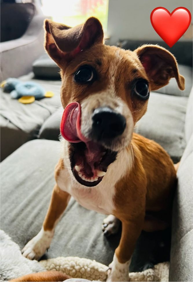 Cooper