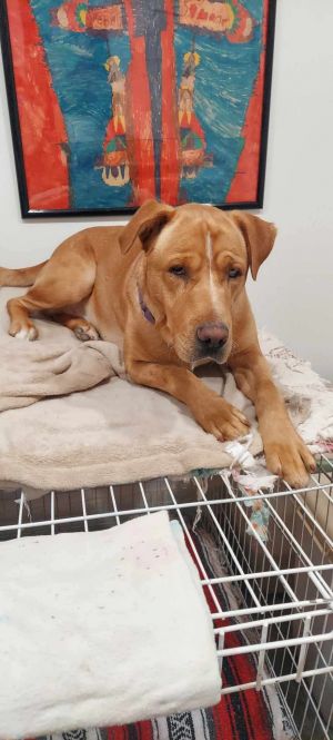 Marmaduke
