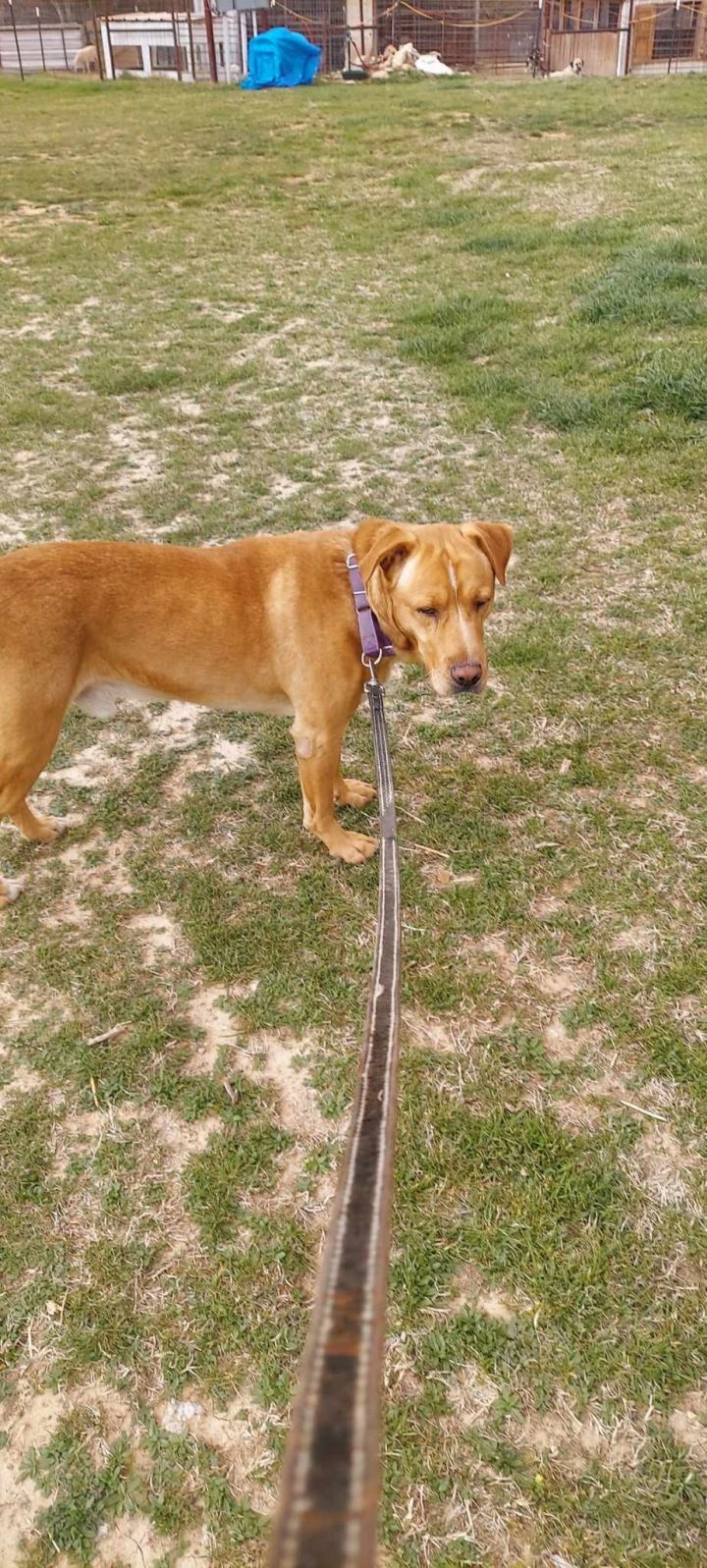 Marmaduke 2