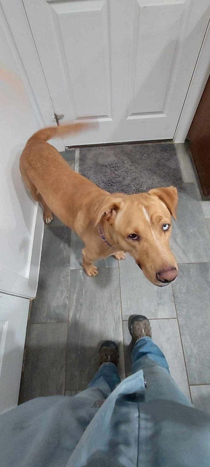 Marmaduke 3