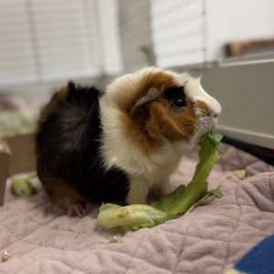 Bacon Bits