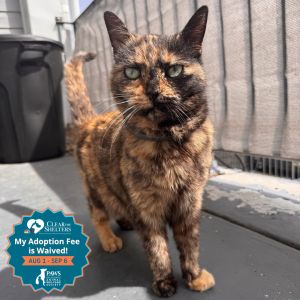 Torti