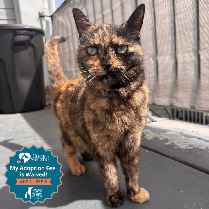 Torti 1