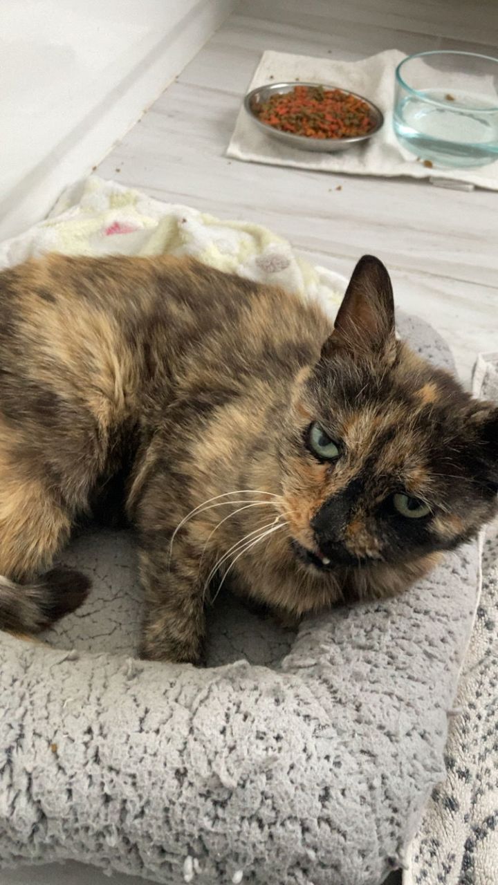 Torti 2