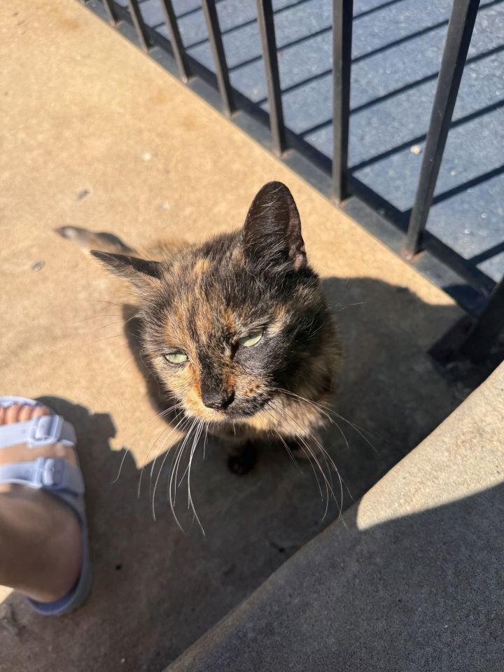 Torti 3