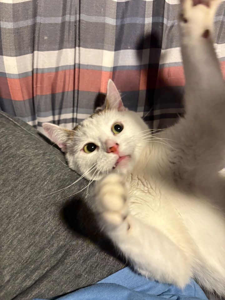 Buddy 1