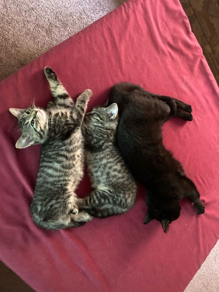 Mia & Milo 2
