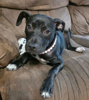 Caroline Labrador Retriever Dog