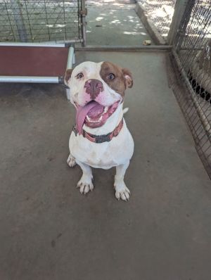 Sampson Mixed Breed Dog