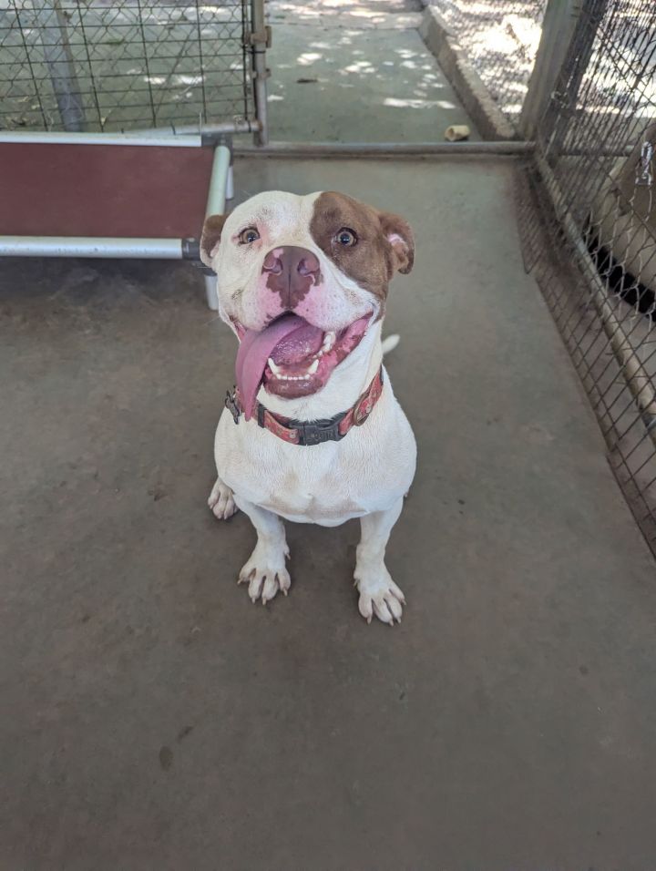 Sampson 1