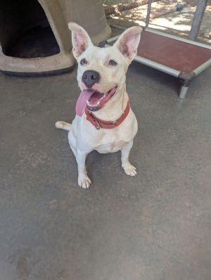 Delilah Mixed Breed Dog