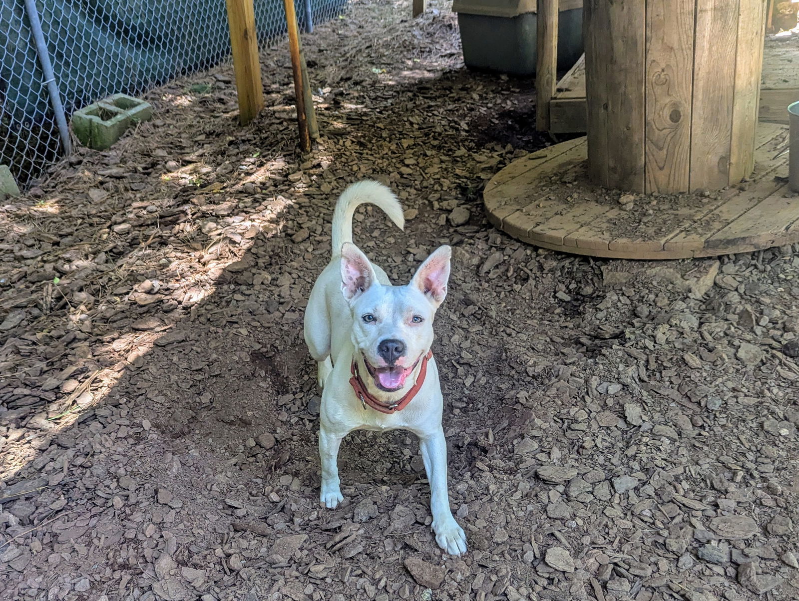 Delilah