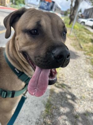 Cheyanne (green Collar)