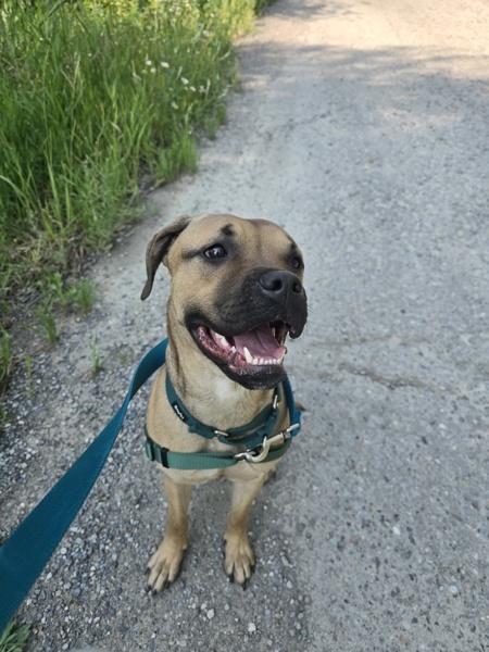 Cheyanne (green Collar) 3