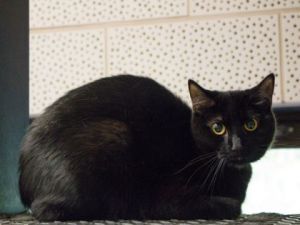 Bella, Adult Female unknown