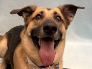 Scooby, Adult Male unknown
