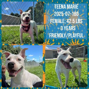 2025-07-180 *Teena Marie*, Adult Female unknown