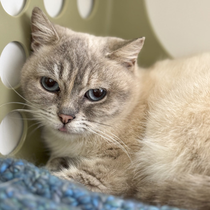 Mim (Venti), an adoptable Domestic Short Hair in Gwinn, MI, 49841 | Photo Image 1