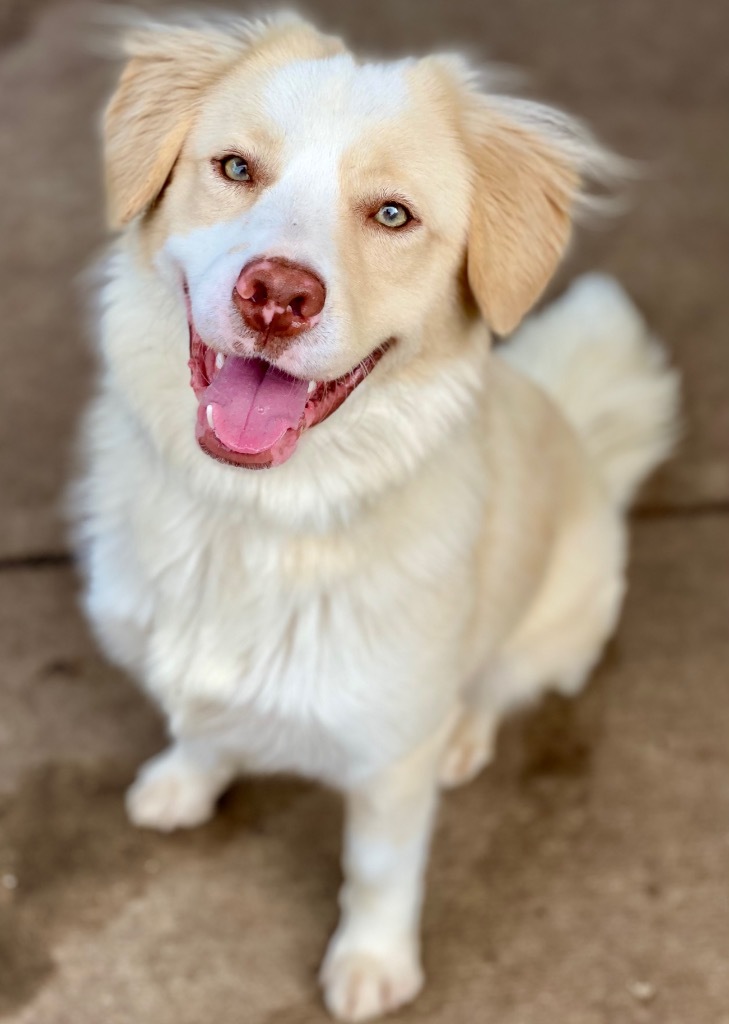 Shai