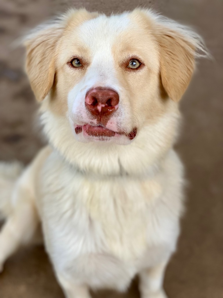 Shai