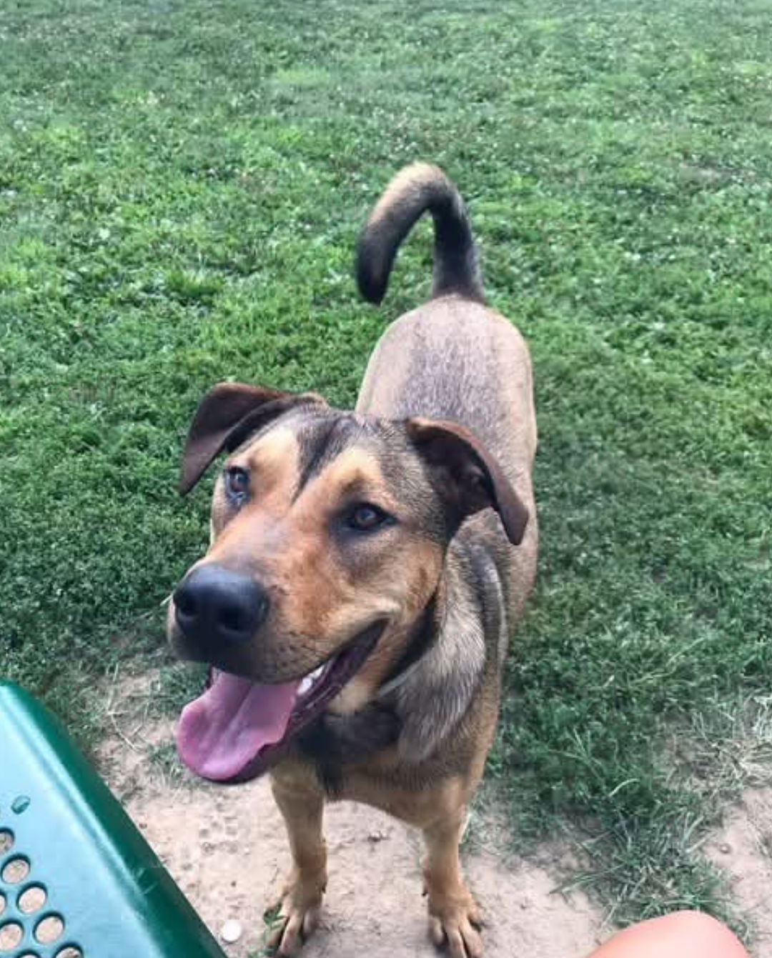 Hank