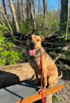 Hank photo 2