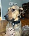 Hank photo 3