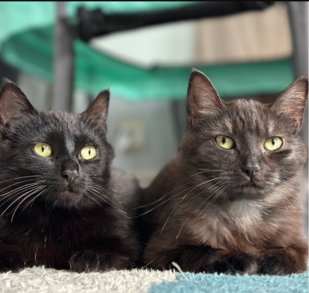 Rosalie and Delphine bonded pair
