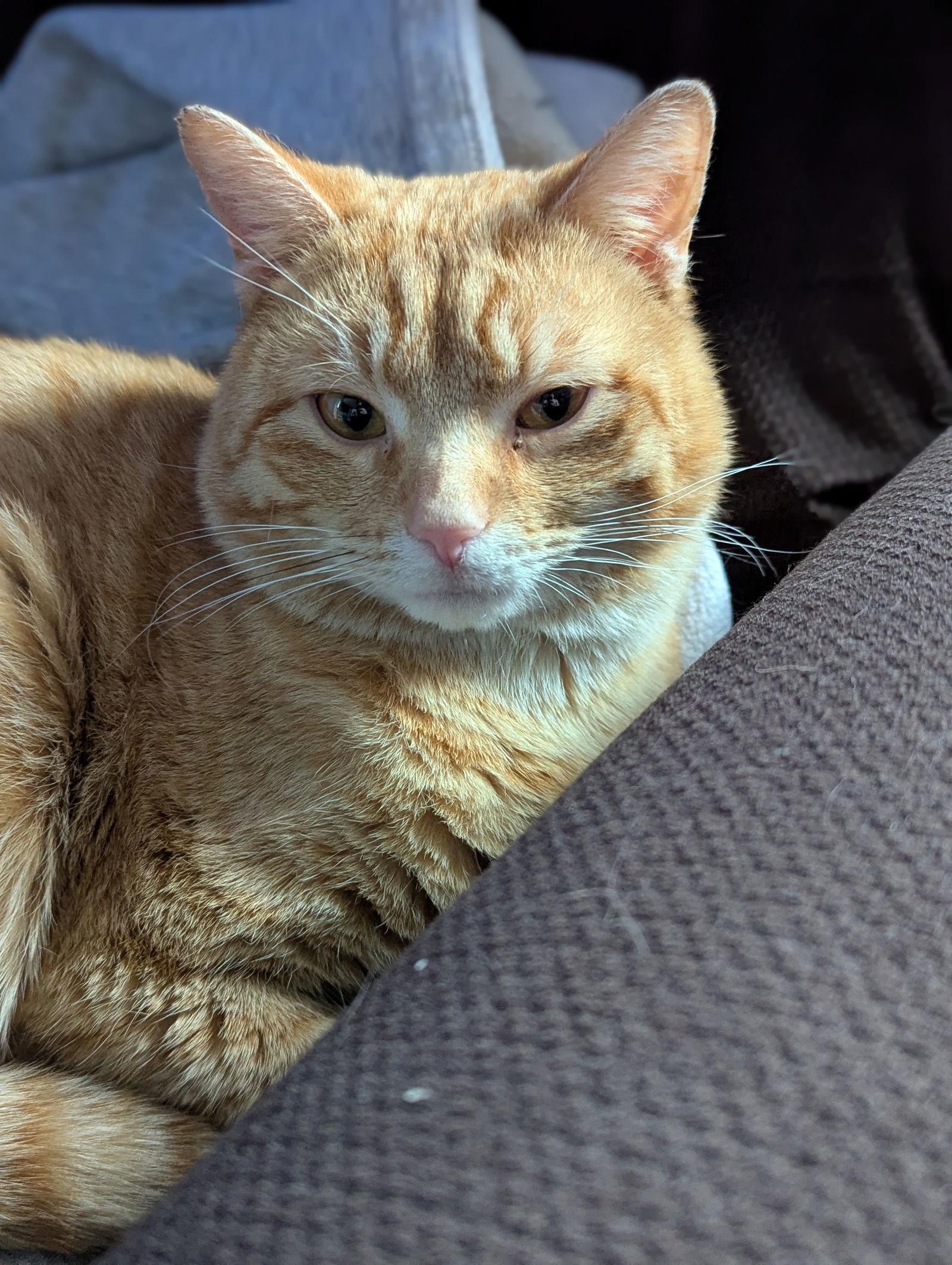 Hobbes- courtesy post