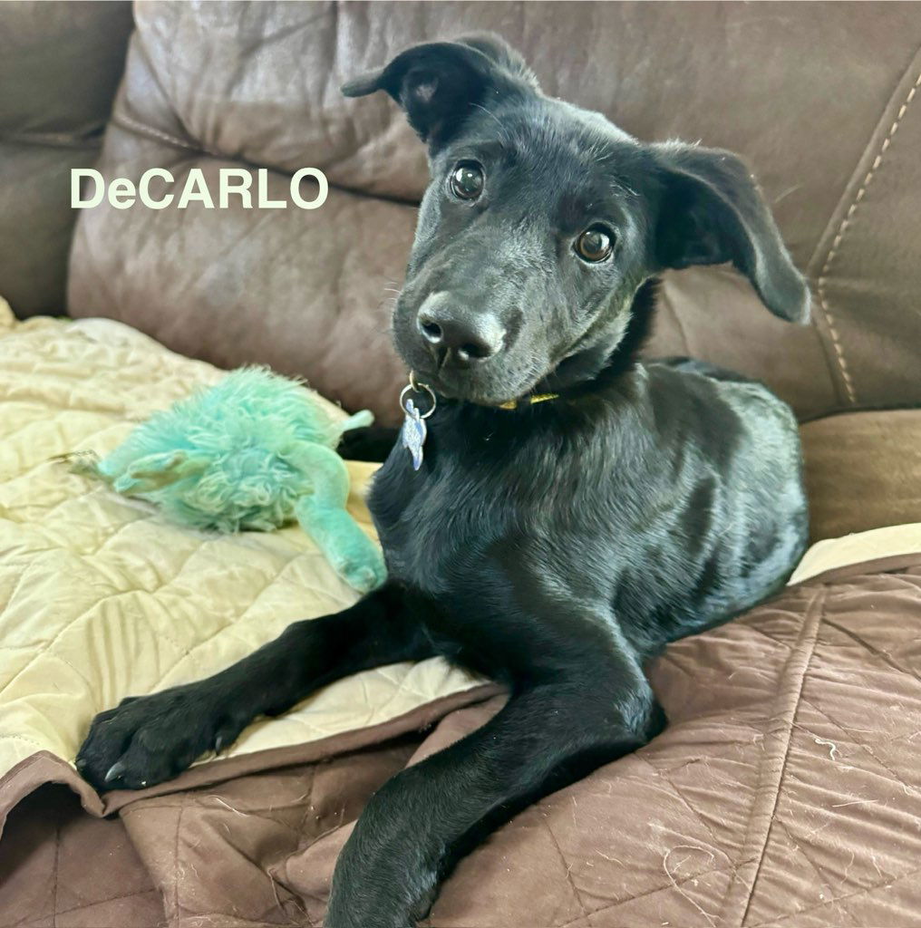 DeCarlo