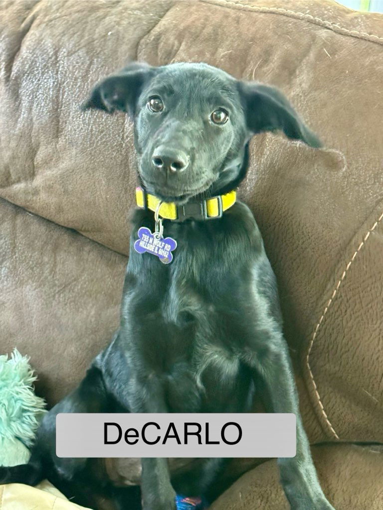 DeCarlo