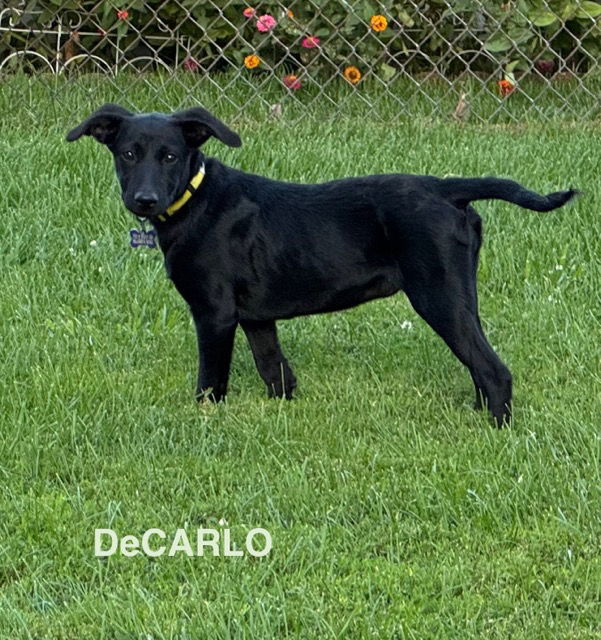 DeCarlo