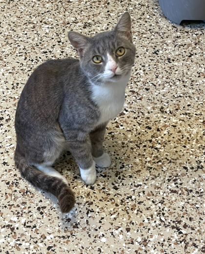 Lotus, an adoptable Domestic Short Hair in Pendleton, OR, 97801 | Photo Image 1