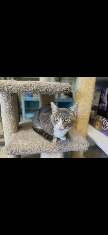 Lotus, an adoptable Domestic Short Hair in Pendleton, OR, 97801 | Photo Image 2