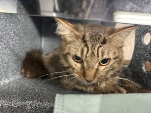 Gus Gus, Young Female unknown