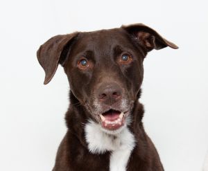 Daisy Maisys my name and treats n love are my game Im a six-year-old lab mix