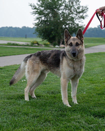 Jagger, an adoptable German Shepherd Dog, Mixed Breed in Pequot Lakes, MN, 56472 | Photo Image 1