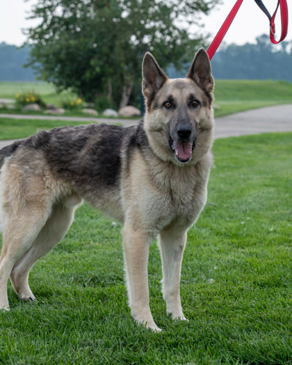 Jagger, an adoptable German Shepherd Dog, Mixed Breed in Pequot Lakes, MN, 56472 | Photo Image 2