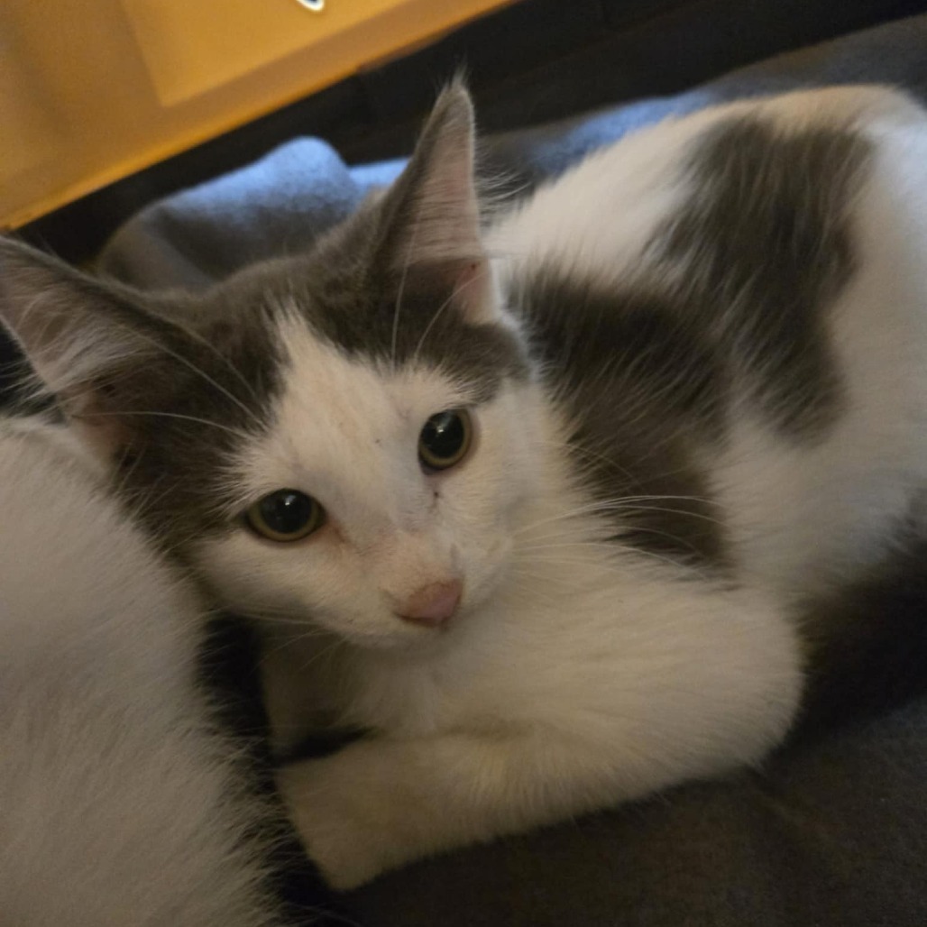 Marble