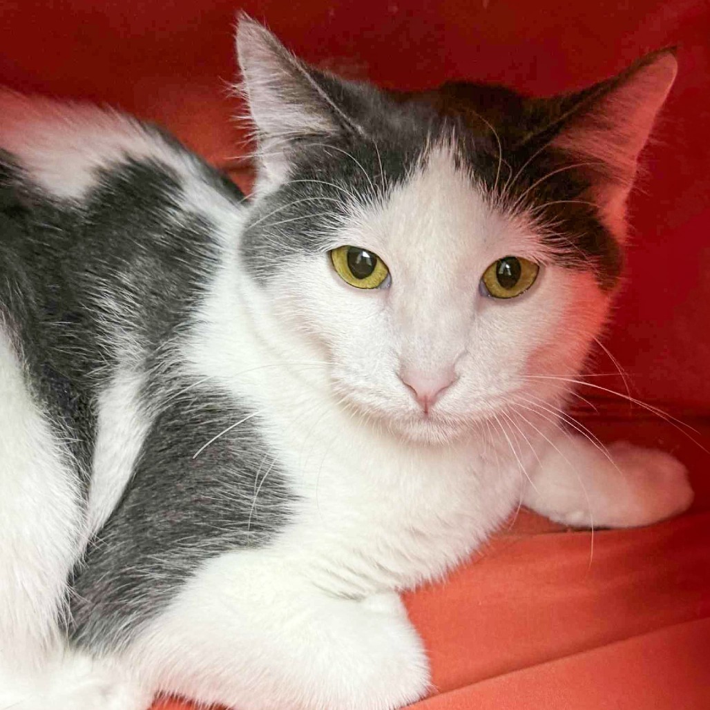 Marble, an adoptable Domestic Short Hair in Wichita, KS, 67208 | Photo Image 1