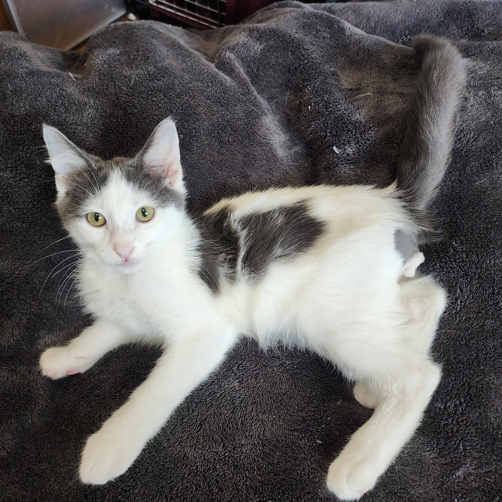 Marble, an adoptable Domestic Short Hair in Wichita, KS, 67208 | Photo Image 2