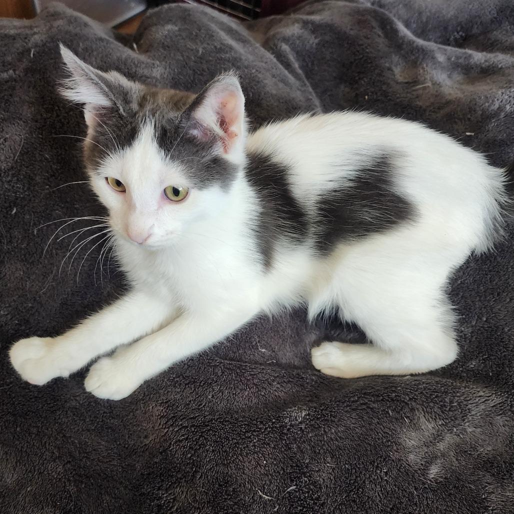 Marble, an adoptable Domestic Short Hair in Wichita, KS, 67208 | Photo Image 3