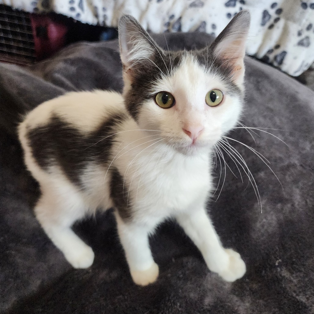 Marble, an adoptable Domestic Short Hair in Wichita, KS, 67208 | Photo Image 4